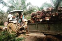 Harga TBS sawit Sumatera April 2026 mengalami fluktuasi. Sumatera Barat tertinggi tembus Rp4.049/kg, diikuti Sumsel, Riau, Sumut, dan Jambi.( Poto : Liputan6.com ).