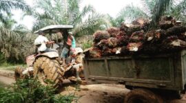 Harga TBS sawit Jambi turun Rp515/kg jadi Rp3.303.( Poto : Liputan6.com ).