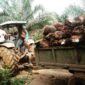 Harga TBS sawit Jambi turun Rp515/kg jadi Rp3.303.( Poto : Liputan6.com ).
