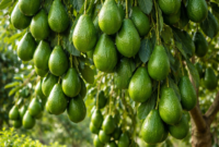 Cara Merangsang Alpukat di Lahan Sempit agar Cepat Berbuah Lebat ( Poto : AI)