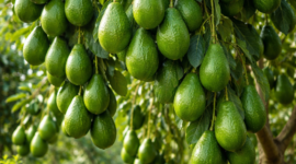 Cara Merangsang Alpukat di Lahan Sempit agar Cepat Berbuah Lebat ( Poto : AI)