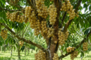 Pelajari cara merangsang pohon duku agar berbuah besar dan berkualitas melalui teknik pemangkasan, pemupukan, pengaturan air, dan penggunaan ZPT yang tepat. ( Poto : AI ).