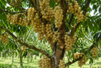 Pelajari cara merangsang pohon duku agar berbuah besar dan berkualitas melalui teknik pemangkasan, pemupukan, pengaturan air, dan penggunaan ZPT yang tepat. ( Poto : AI ).