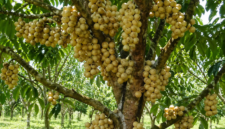 Pelajari cara merangsang pohon duku agar berbuah besar dan berkualitas melalui teknik pemangkasan, pemupukan, pengaturan air, dan penggunaan ZPT yang tepat. ( Poto : AI ).