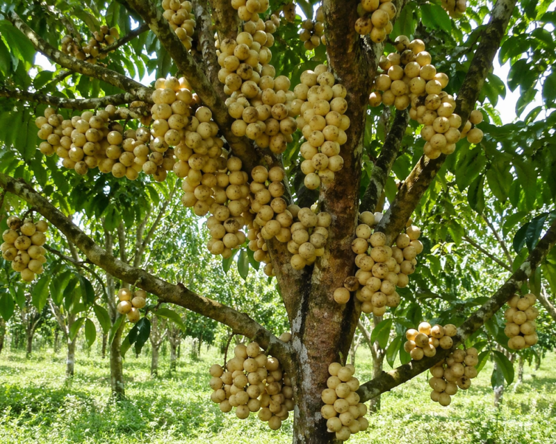 Pelajari cara merangsang pohon duku agar berbuah besar dan berkualitas melalui teknik pemangkasan, pemupukan, pengaturan air, dan penggunaan ZPT yang tepat. ( Poto : AI ).