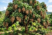 Kelengkeng New Kristal menjadi favorit karena buahnya besar, berdaging bening seperti kristal, dan memiliki rasa manis.( Poto : AI )