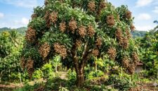 Kelengkeng New Kristal menjadi favorit karena buahnya besar, berdaging bening seperti kristal, dan memiliki rasa manis.( Poto : AI )