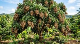 Kelengkeng New Kristal menjadi favorit karena buahnya besar, berdaging bening seperti kristal, dan memiliki rasa manis.( Poto : AI )