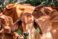 Hewan kurban yang baik menurut Islam lengkap dengan dalil Al-Qur’an dan hadits, termasuk syarat umur, kesehatan, dan ketentuan sah untuk kurban dan aqiqah. ( Poto : Dok. ZALORA indonesia )