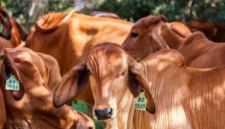 Hewan kurban yang baik menurut Islam lengkap dengan dalil Al-Qur’an dan hadits, termasuk syarat umur, kesehatan, dan ketentuan sah untuk kurban dan aqiqah. ( Poto : Dok. ZALORA indonesia )