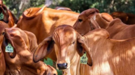 Hewan kurban yang baik menurut Islam lengkap dengan dalil Al-Qur’an dan hadits, termasuk syarat umur, kesehatan, dan ketentuan sah untuk kurban dan aqiqah. ( Poto : Dok. ZALORA indonesia )