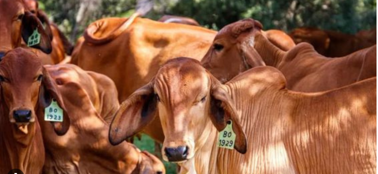 Hewan kurban yang baik menurut Islam lengkap dengan dalil Al-Qur’an dan hadits, termasuk syarat umur, kesehatan, dan ketentuan sah untuk kurban dan aqiqah. ( Poto : Dok. ZALORA indonesia )