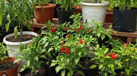 Pelajari cara membuat kebun cabai mini panen 3 bulan dengan modal kecil di rumah. Panduan lengkap dari pemilihan benih hingga panen.( Poto : liputan6.com).