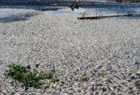 Penurunan air Danau Toba hingga 16 meter memicu kematian massal ikan di keramba warga dan mengganggu ekosistem perairan secara serius.( Poto : Tirto.id )