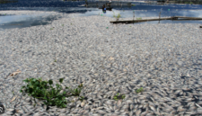 Penurunan air Danau Toba hingga 16 meter memicu kematian massal ikan di keramba warga dan mengganggu ekosistem perairan secara serius.( Poto : Tirto.id )