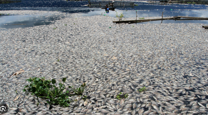 Penurunan air Danau Toba hingga 16 meter memicu kematian massal ikan di keramba warga dan mengganggu ekosistem perairan secara serius.( Poto : Tirto.id )