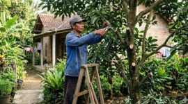 Petani langsung memangkas cabang yang kering, sakit, atau tumbuh tidak teratur ( Poto : Liputan6.com )