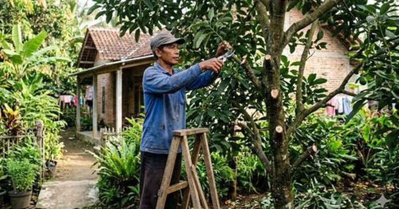 Petani langsung memangkas cabang yang kering, sakit, atau tumbuh tidak teratur ( Poto : Liputan6.com )