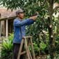 Petani langsung memangkas cabang yang kering, sakit, atau tumbuh tidak teratur ( Poto : Liputan6.com )