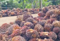 Harga TBS sawit Jambi kembali turun pada periode 24–30 April 2026. Penurunan ini berdampak pada petani di tengah fluktuasi pasar global komoditas sawit.( Poto : Tribun Jambi.com).