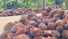 Harga TBS sawit Jambi kembali turun pada periode 24–30 April 2026. Penurunan ini berdampak pada petani di tengah fluktuasi pasar global komoditas sawit.( Poto : Tribun Jambi.com).