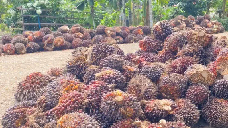 Harga TBS sawit Jambi kembali turun pada periode 24–30 April 2026. Penurunan ini berdampak pada petani di tengah fluktuasi pasar global komoditas sawit.( Poto : Tribun Jambi.com).