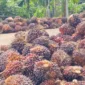 Harga TBS sawit Jambi kembali turun pada periode 24–30 April 2026. Penurunan ini berdampak pada petani di tengah fluktuasi pasar global komoditas sawit.( Poto : Tribun Jambi.com).