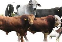 Menjelang Idul Adha 2026, pedagang hewan kurban di berbagai daerah mulai menawarkan kambing dan sapi dengan harga yang bervariasi.( Poto : Suara Muhammadiyah )