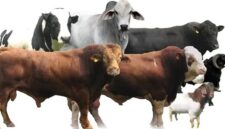 Menjelang Idul Adha 2026, pedagang hewan kurban di berbagai daerah mulai menawarkan kambing dan sapi dengan harga yang bervariasi.( Poto : Suara Muhammadiyah )