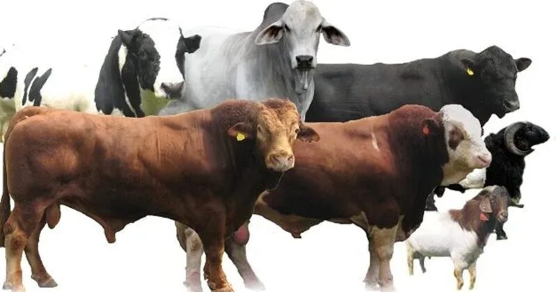 Menjelang Idul Adha 2026, pedagang hewan kurban di berbagai daerah mulai menawarkan kambing dan sapi dengan harga yang bervariasi.( Poto : Suara Muhammadiyah )