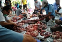 Daging kurban boleh dimakan oleh orang yang berkurban sebanyak apa? Simak aturan pembagian sesuai syariat Islam di sini.( Poto : Kr Jogja ).