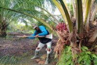 Harga sawit Merlung di Tanjab Barat masih stabil meski dolar AS naik. Petani mengaku upah pekerja normal, namun harga pupuk tetap mahal.( Poto : istimewa ).