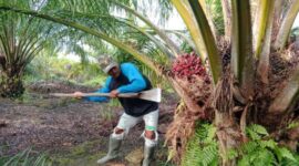 Harga sawit Merlung di Tanjab Barat masih stabil meski dolar AS naik. Petani mengaku upah pekerja normal, namun harga pupuk tetap mahal.( Poto : istimewa ).