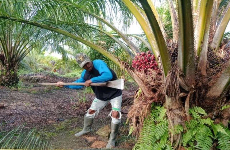 Harga sawit Merlung di Tanjab Barat masih stabil meski dolar AS naik. Petani mengaku upah pekerja normal, namun harga pupuk tetap mahal.( Poto : istimewa ).