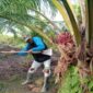 Harga sawit Merlung di Tanjab Barat masih stabil meski dolar AS naik. Petani mengaku upah pekerja normal, namun harga pupuk tetap mahal.( Poto : istimewa ).