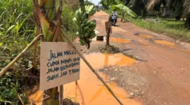 Warga protes jalan rusak dengan menanam pohon pisang di tengah jalan( Poto : ANTARA )
