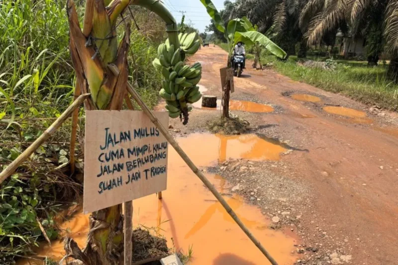 Warga protes jalan rusak dengan menanam pohon pisang di tengah jalan( Poto : ANTARA )