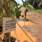 Warga protes jalan rusak dengan menanam pohon pisang di tengah jalan( Poto : ANTARA )
