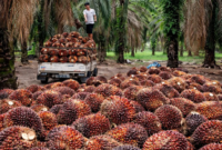Pekerja sawit sedang mengangkut buah kelapa sawit untuk dibawa ke pabrik.( Poto : dok.Sawit Setara ).