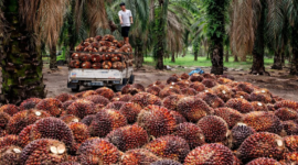 Pekerja sawit sedang mengangkut buah kelapa sawit untuk dibawa ke pabrik.( Poto : dok.Sawit Setara ).