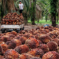 Pekerja sawit sedang mengangkut buah kelapa sawit untuk dibawa ke pabrik.( Poto : dok.Sawit Setara ).