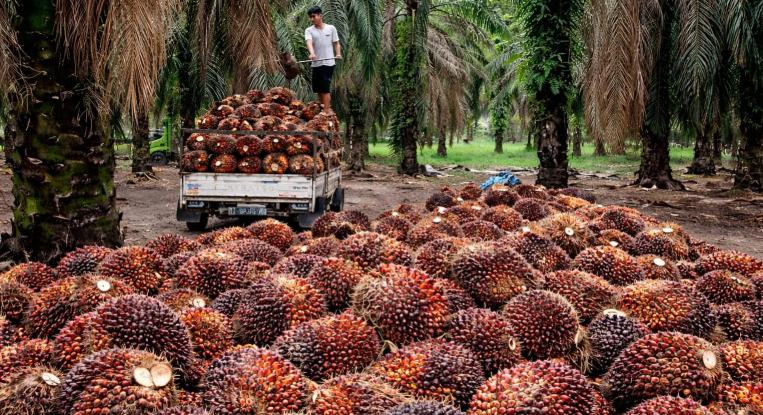 Pekerja sawit sedang mengangkut buah kelapa sawit untuk dibawa ke pabrik.( Poto : dok.Sawit Setara ).