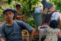 Petani di Kabupaten Bungo berhasil meraup penghasilan ratusan ribu rupiah per hari dari budidaya lengkuas dengan memanfaatkan lahan kosong di sela kebun.( Poto : JAMBIPRIMA.COM ).