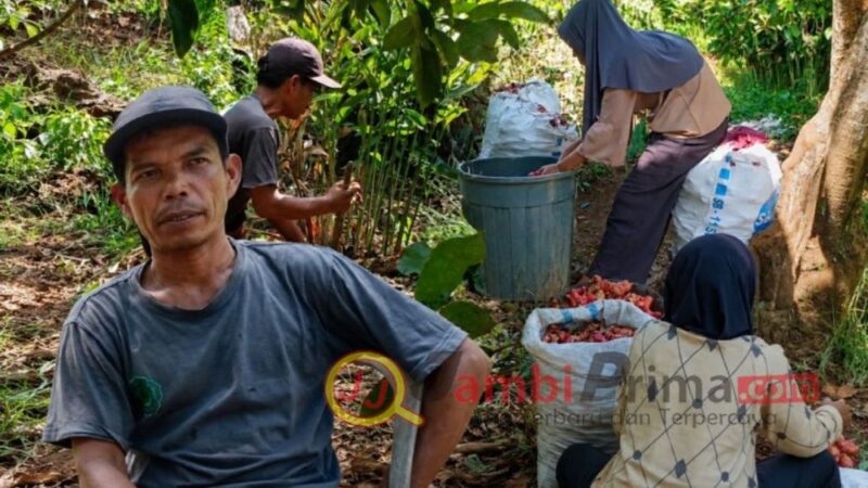 Petani di Kabupaten Bungo berhasil meraup penghasilan ratusan ribu rupiah per hari dari budidaya lengkuas dengan memanfaatkan lahan kosong di sela kebun.( Poto : JAMBIPRIMA.COM ).