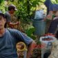 Petani di Kabupaten Bungo berhasil meraup penghasilan ratusan ribu rupiah per hari dari budidaya lengkuas dengan memanfaatkan lahan kosong di sela kebun.( Poto : JAMBIPRIMA.COM ).