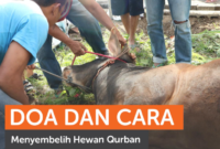 Pelajari tata cara menyembelih hewan kurban sesuai syariat Islam lengkap dengan bacaan doa yang benar.( Poto : Rumah Zakat ).