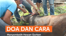 Pelajari tata cara menyembelih hewan kurban sesuai syariat Islam lengkap dengan bacaan doa yang benar.( Poto : Rumah Zakat ).