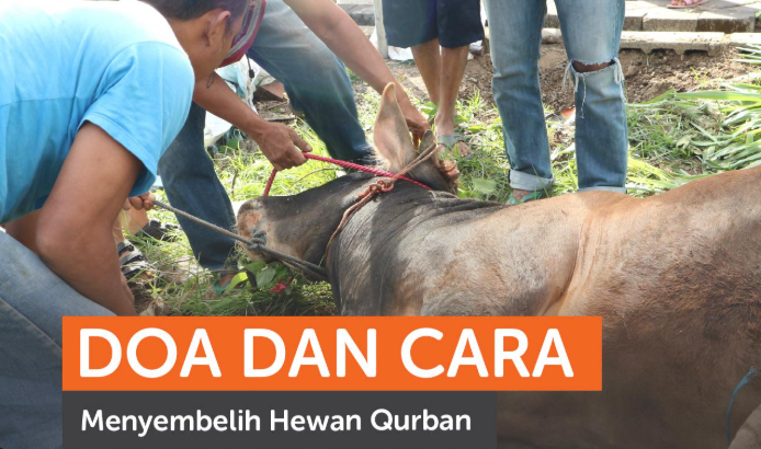 Pelajari tata cara menyembelih hewan kurban sesuai syariat Islam lengkap dengan bacaan doa yang benar.( Poto : Rumah Zakat ).