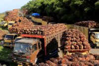 Sejumlah truk pengangkut Tanda Buah Segar (TBS) kelapa sawit mengantre untuk pembongkaran di salah satu pabrik minyak kelapa sawit( Poto : istimewa )