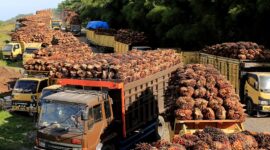 Sejumlah truk pengangkut Tanda Buah Segar (TBS) kelapa sawit mengantre untuk pembongkaran di salah satu pabrik minyak kelapa sawit( Poto : istimewa )